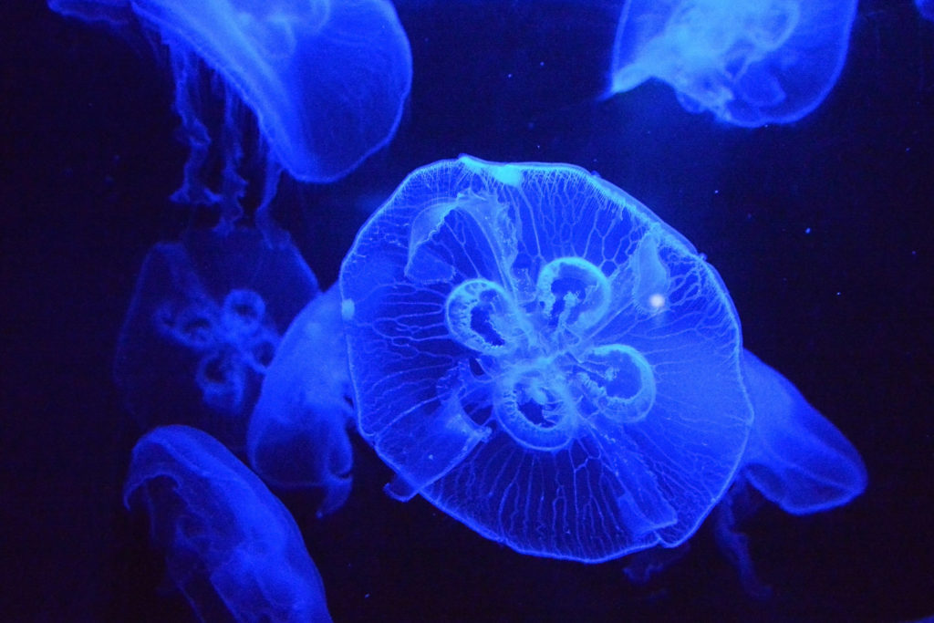 medusa quadrifoglio blu, intorno ci sono altre meduse quadrifoglio