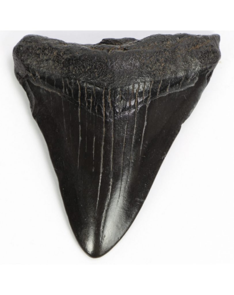 dente fossile di un megalodonte di colore nero su sfondo bianco