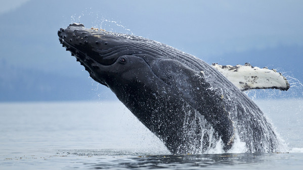 per animali più longevi del mondo, balena della groenlandia, un esemplare spunta fuori dall'acqua pronto per saltare