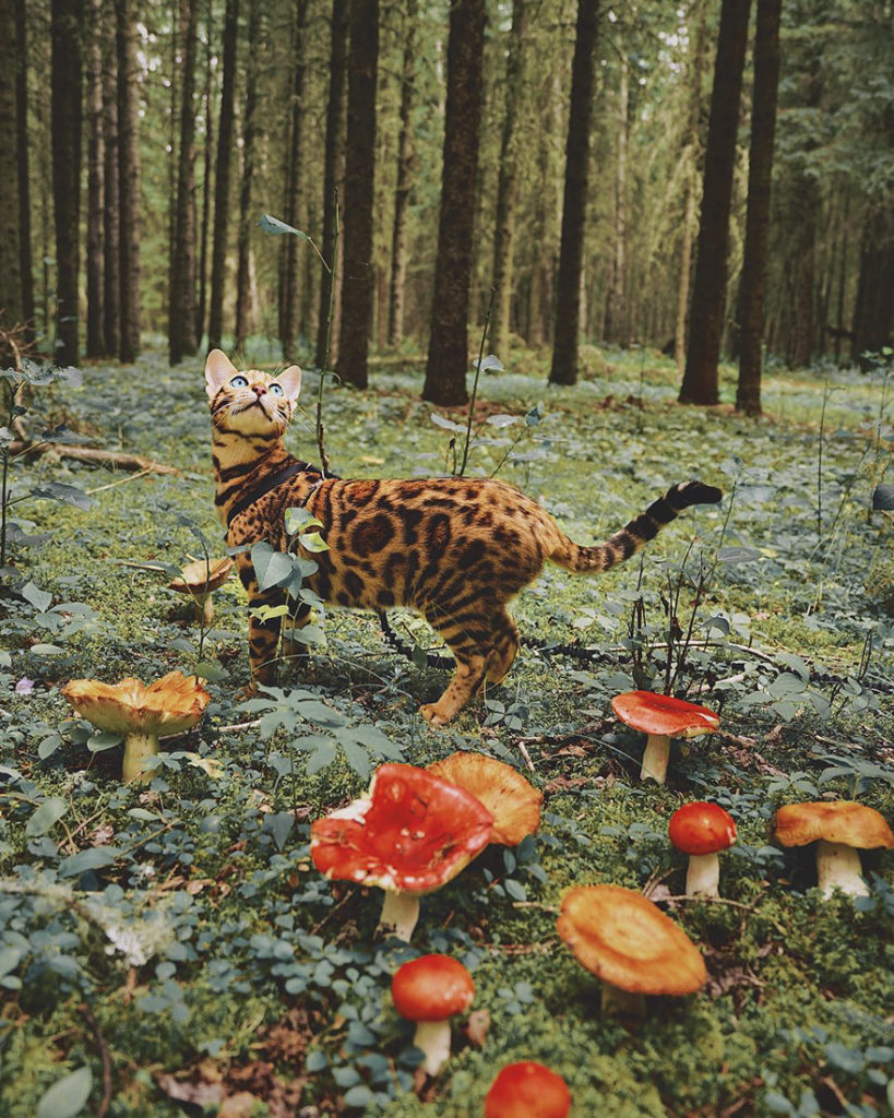 suki, la gatta del bengala con la pettorina e il guinzaglio neri lasciata libera in mezzo a un bosco, davanti al gatto ci sono dei funghi rossi, suki guarda in alto