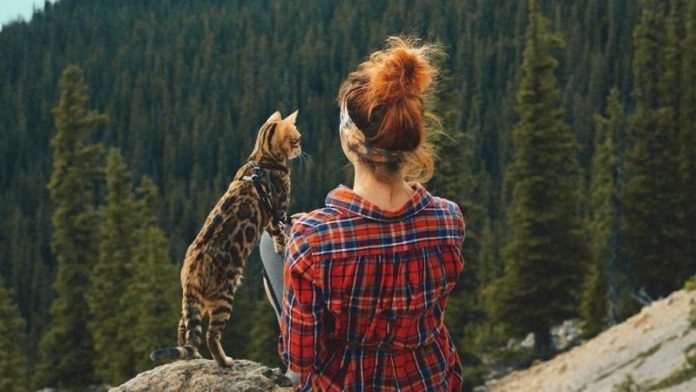 per gatti al guinzaglio, la gatta del bengala suki con la sua proprietaria monika sedute su una roccia osservano il panorama davanti a loro, in canada, un bosco