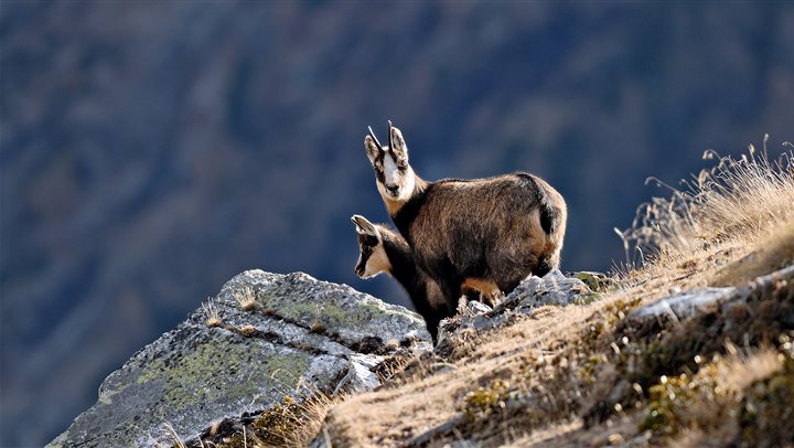 Il Friuli Venezia Giulia rilancia l'estate con +CardHoliday e Forest Card
Camosci su rocce