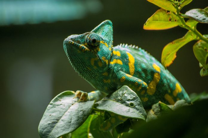 Camaleonte, rettile, animale. il camaleonte presente colori verde e giallo ed è appoggiato su delle foglie di colore verde scuro.