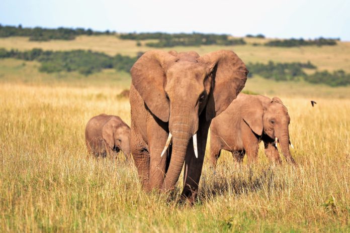 Elefante, animale. L'elefante in primo piano con dietro altri due. la natura presenta un colore giallo verde.