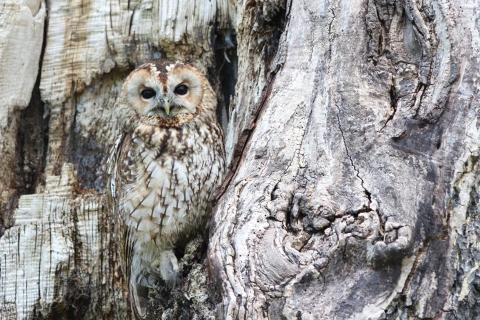 Zeus,gufo. l'animale è appoggiato sui rami di un tronco di un albero.