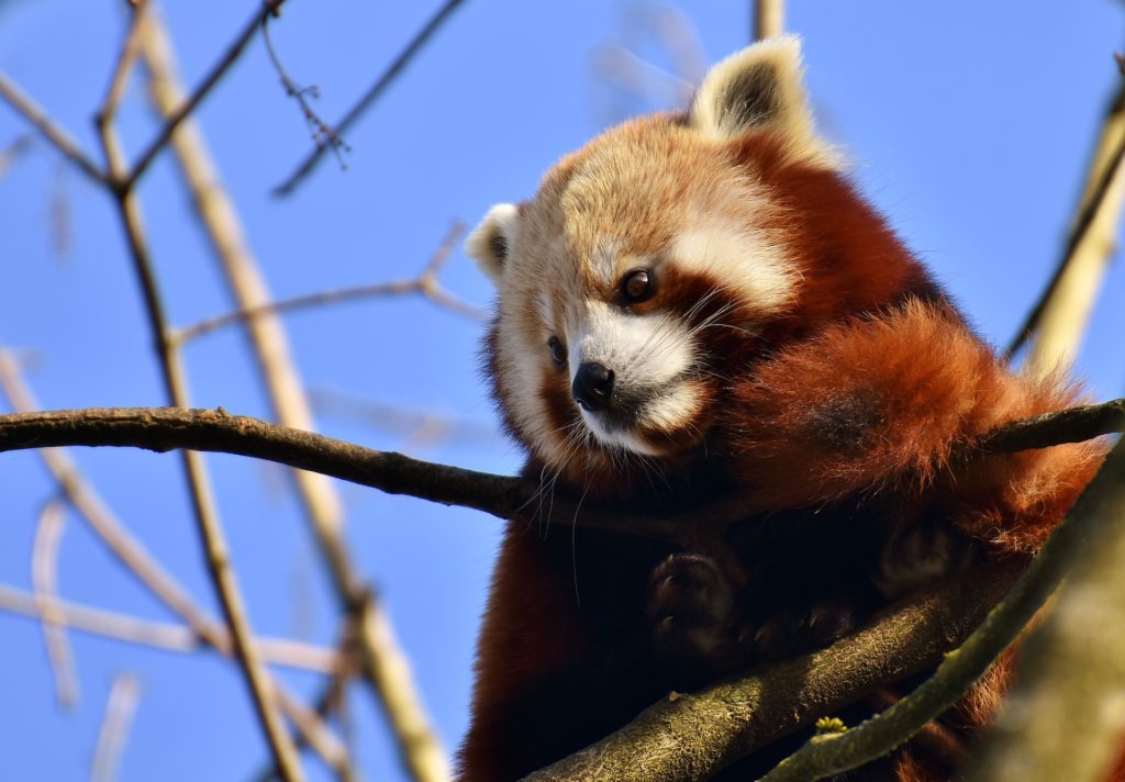 il panda rosso detto volpe di fuoco