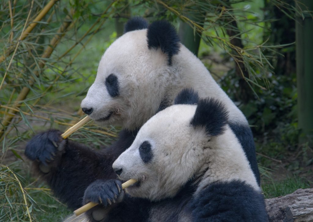 due panda di profilo mangiano una canna di bambù