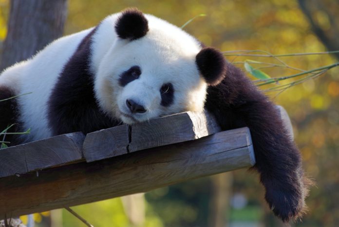 Panda,animale. Il panda è sdraiato su un tronco, con la faccia appoggiata su pezzi di legno. Come sfondo un albero con delle foglie verde chiaro.