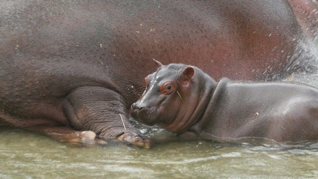 Cucciolo di ippopotamo accanto alla mamma.