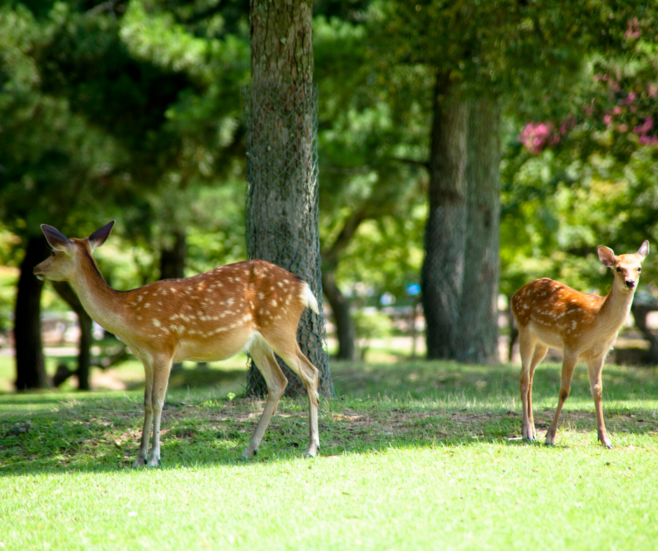 Tour Virtuale in Giappone, il parco dei cervi di Nara