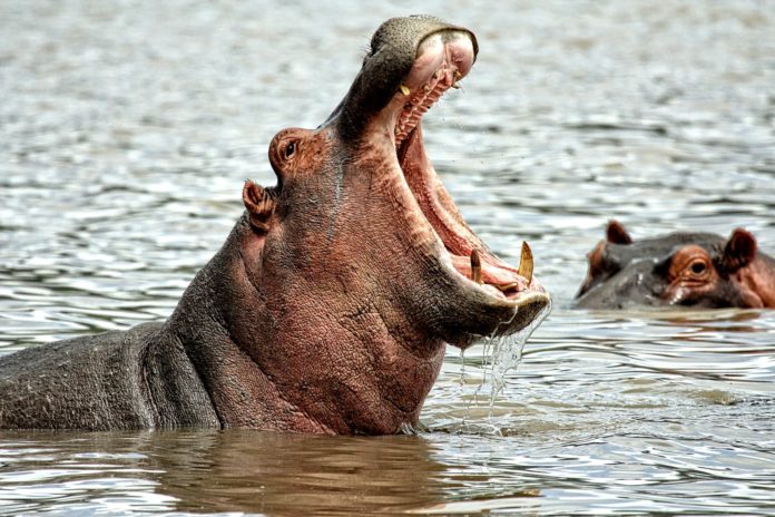 Ippopotamo, animale. L'ippopotamo nell'acqua con la bocca aperta.