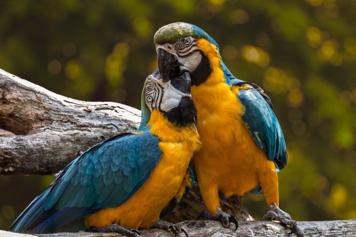 Pappagallo, uccello. DUe pappagalli uno accanto all'altro appoggiati su un ramo. Hanno le piume di colore arancione e blu