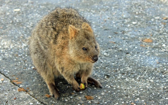 Quokka, animale. In figura il Quokka, un piccolo marsupiale con la pelliccia di colore marrone chiaro. Ha due occhi neri piccoli e il sorriso