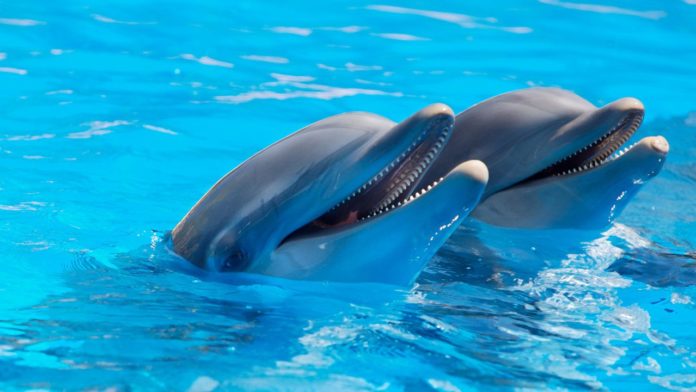 Il delfino,animale. Due delfini in primo piano, immersi in una piscina. La testa è fuori dall'acqua ed entrambi sono con la bocca aperta e sembrano sorridere.