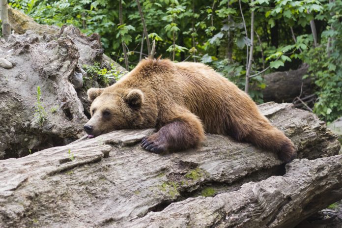 Orso M49, animale. l'animale è steso su un tronco di un albero