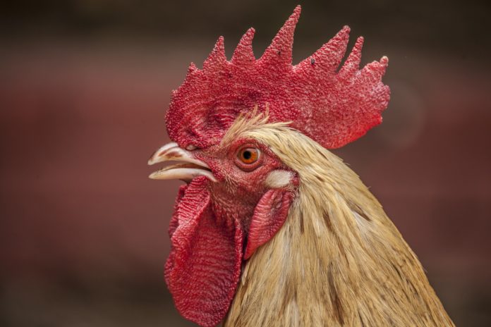 Nell'immagine un gallo di profilo di colore giallo. La cresta è il gozzo sono di colore rosso accesso.