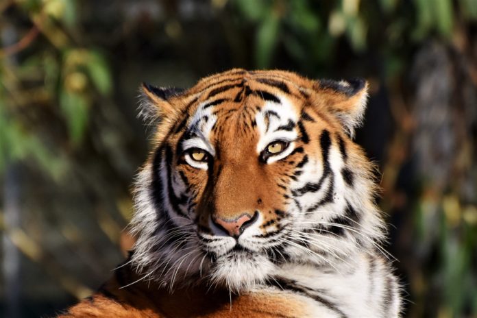 Tigre siberiana, animale. Il volto della tigre in primo piano. Presenta un colore marroncino-aranciato, con striature di colore nero.