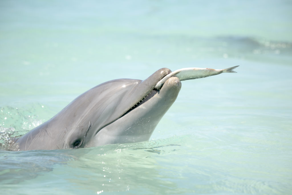 il delfino che mangia un pesce
