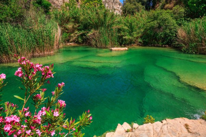 Cavagrande del Cassibile, riserva naturale, Sicilia. La riserva naturale è tra le più affascinanti della Sicilia. Sulla sinistra fiori di colore rosa che spiccano tra il verde della vegetazione e l'acqua cristallina.