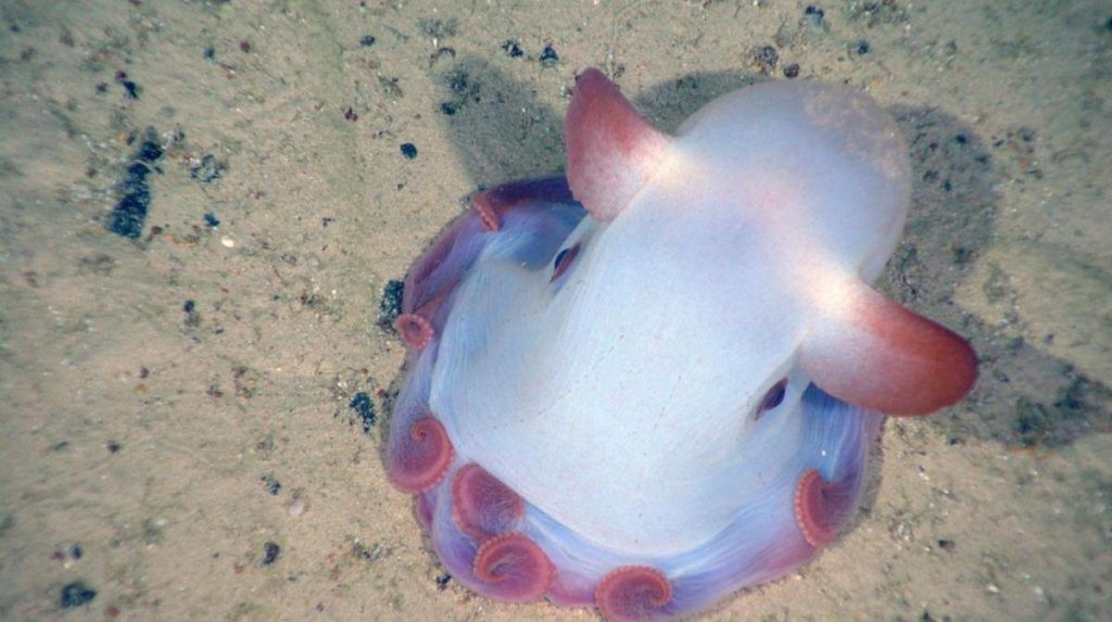 Polpo dumbo, animale, oceano. Il polpo Dumbo sul fondale marino dell'oceano. Presenta una colazione bianca molto pallida e le pinne e i tentacoli solo di colore rosa-violetti.