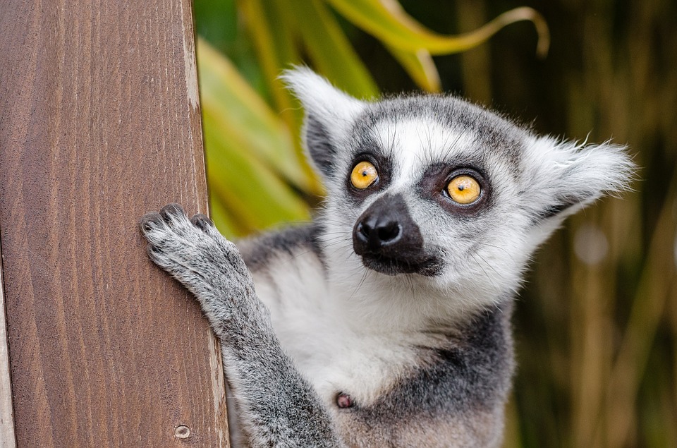il lemure grigio e bianco con occhi gialli