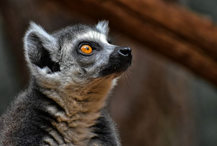 Lemure, animale. L'animale in primo piano con gli occhi arancioni che guardo verso l'alto.