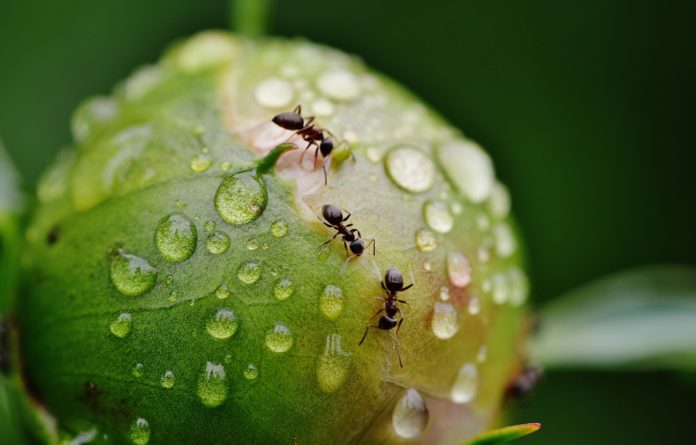 La formica panda, vespa, insetto. tre formiche su una foglia piena di gocce di acqua