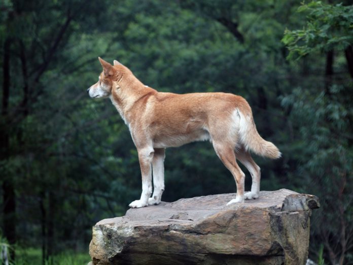 Cane Dingo, animale. l'animale è in piedi su un tronco di un albero