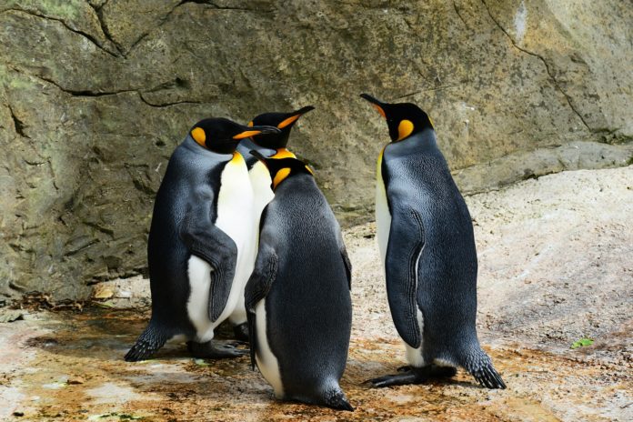 Pinguini, animale, uccello marino.