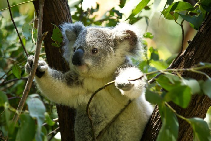 Koala, animale, foglie di eucalipto. Koala su un albero
