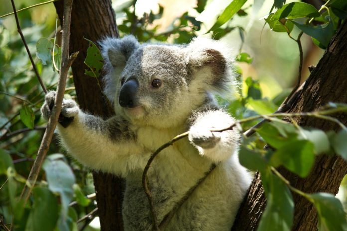 Koala, animale, foglie di eucalipto. Koala su un albero