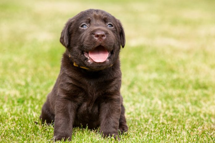 Pistacchio, cucciolo, labrador. un piccolo cucciolo di labrador marrone