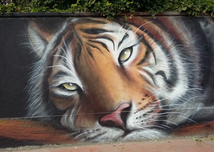 Muri Liberi street art- l testa di una tigre disegnata su un muro