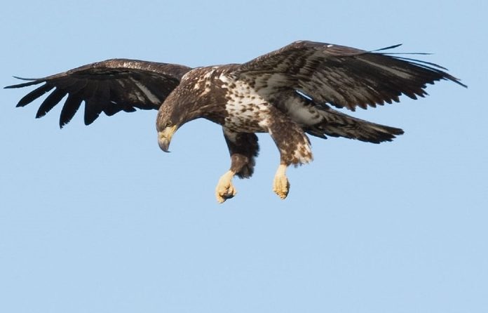 Aquila che vola con le ali spiegate nel cielo