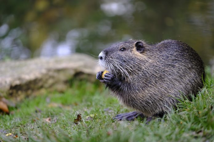 Castoro, animale. In primo piano sulla destra un castoro e accanto a lui un albero consumato. Sullo sfondo un lago di colore azzurro chiaro e dall'acqua limpida.