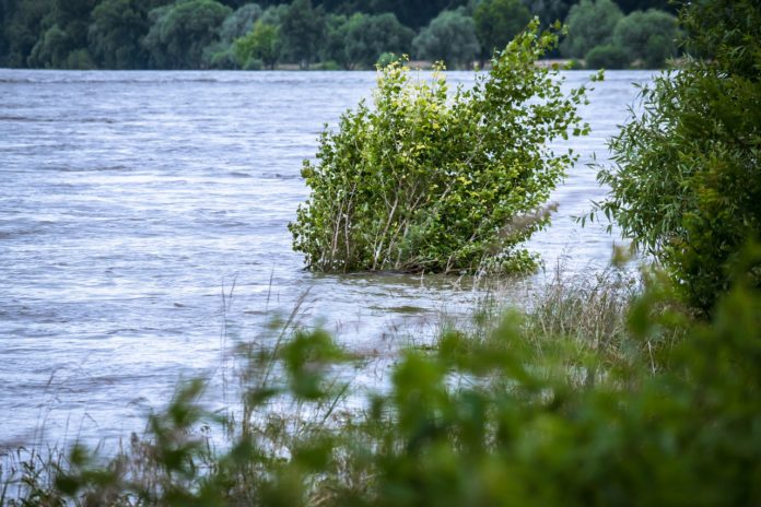 coccodrilli in città - l'inondazione del fiume e un cespuglio in mezzo all'acqua