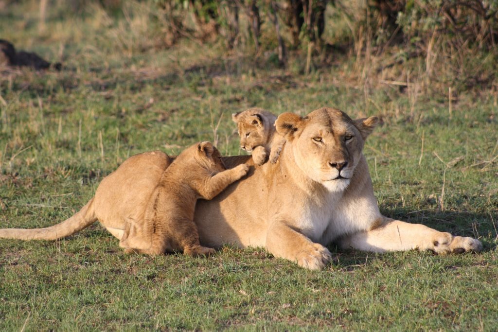 animale - una leonessa sdraiata nell'erba e due cuccioli che gli saltano addosso