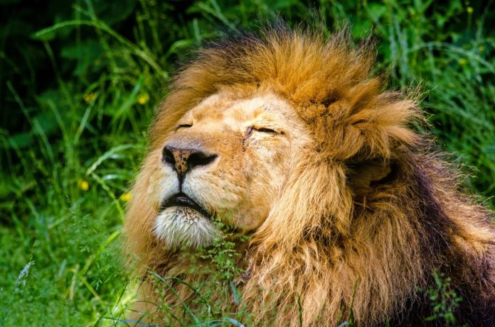 un primo piano della testa di un bellissimo leone messo di profilo