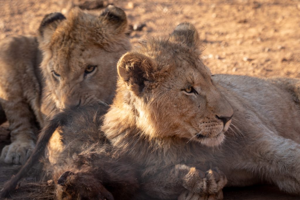 il leone sdraiato dietro la sua leonessa, l'abbraccia