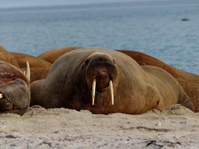 Tricheco, animale. il tricheco steso per terra.