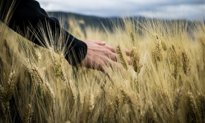 Agrifamily vibes - una mano di un uomo accarezza delle spighe di grano