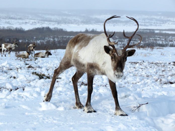 Renna, animale, temperature. Una renna in mezzo alla neve che ha il volto che guarda verso sinistra.