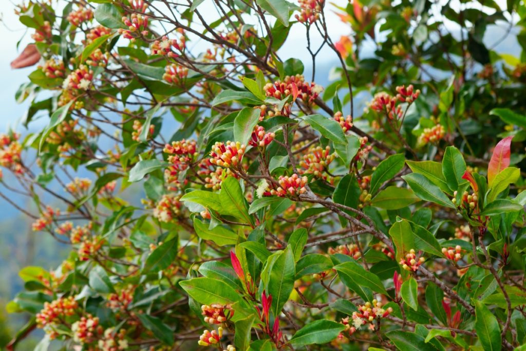 chiodi di garofano - l'albero con fiori rossi e foglie verdi