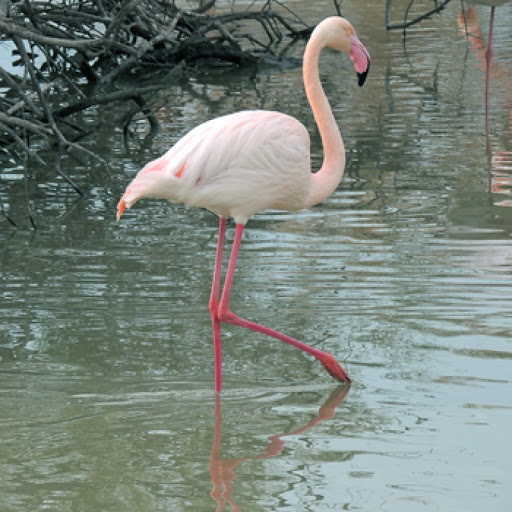 Fenicottero bianco del Cile in acqua