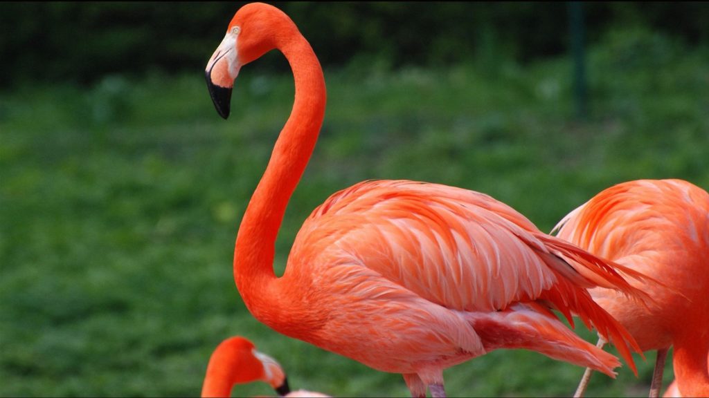 Un fenicottero rosso caraibico