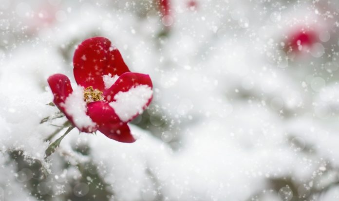 shoah giorno della memoria - una rosa rossa sotto la neve