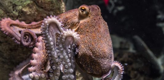 il mio amico in fondo al mare il polpo tende un tentacolo e accarezza la mano del sub