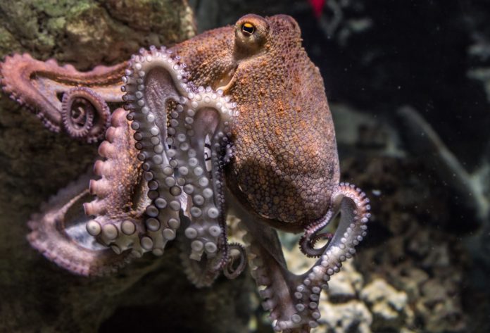 il mio amico in fondo al mare il polpo tende un tentacolo e accarezza la mano del sub