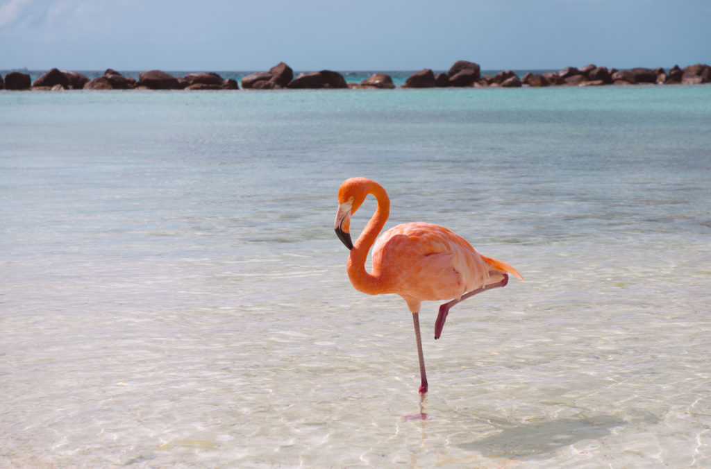 perchè il fenicottero sta su una zampa sola? nella foto un belliissimo esemplare rosa in riva al mare con una zampa sollevata