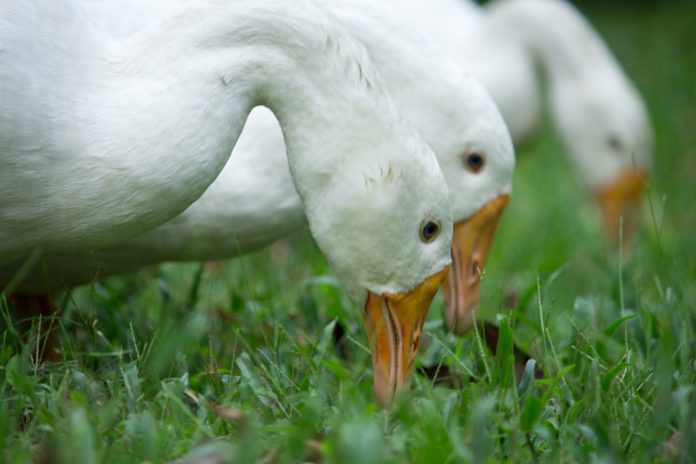 Foie Gras essere animali - nella foto in primo piano tre oche con la testa rivota verso l'erba di un prato